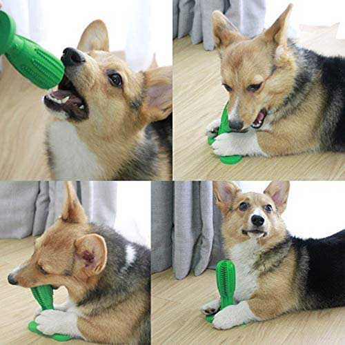 jedinstvena četka za psa